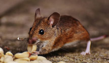 24 Hour & Emergency Exterminators in Upper Marlboro, MD